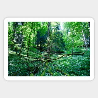 Urwald Schweiz / Swiss Artwork Photography Sticker